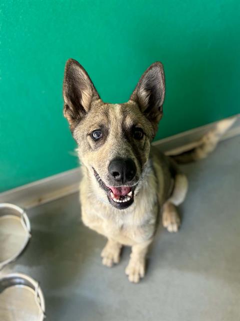 Adoptable Dog