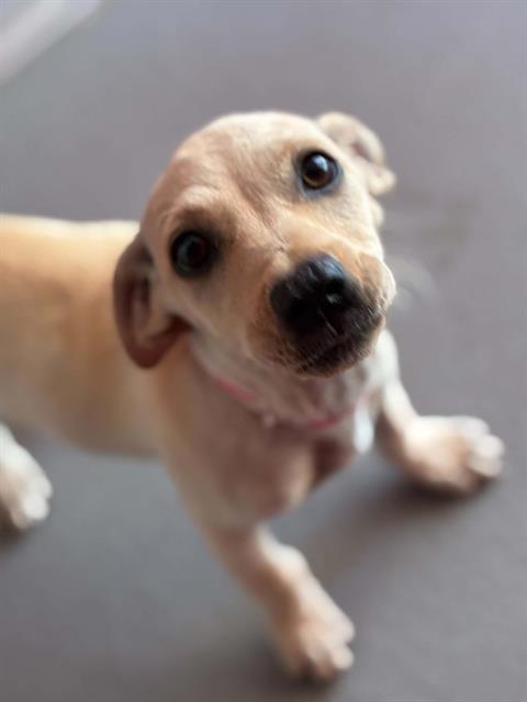 Adoptable Dog