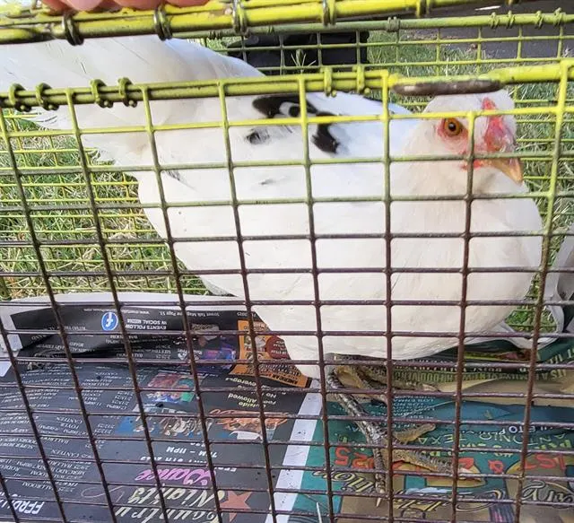 Chicky Peep