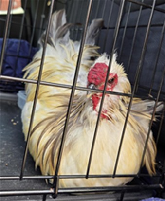 Ace Cluck