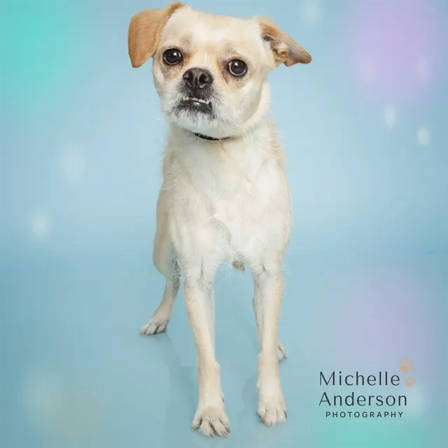 Adoptable Dog