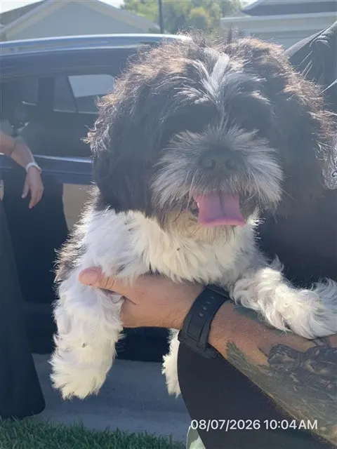 Oreo