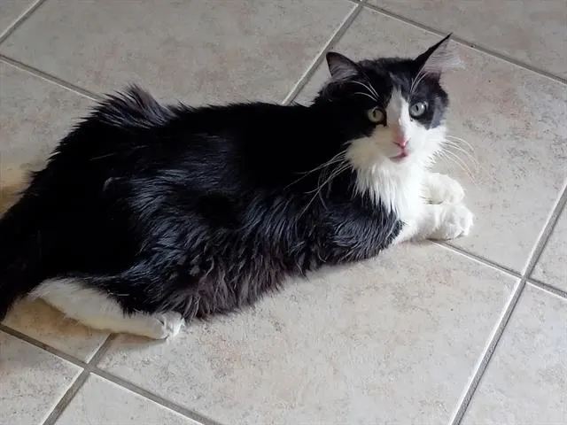 Peppermint