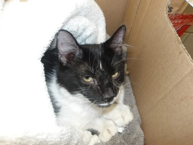 Adoptable Cat
