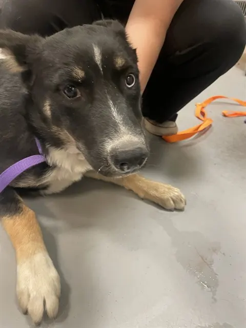 Heidi