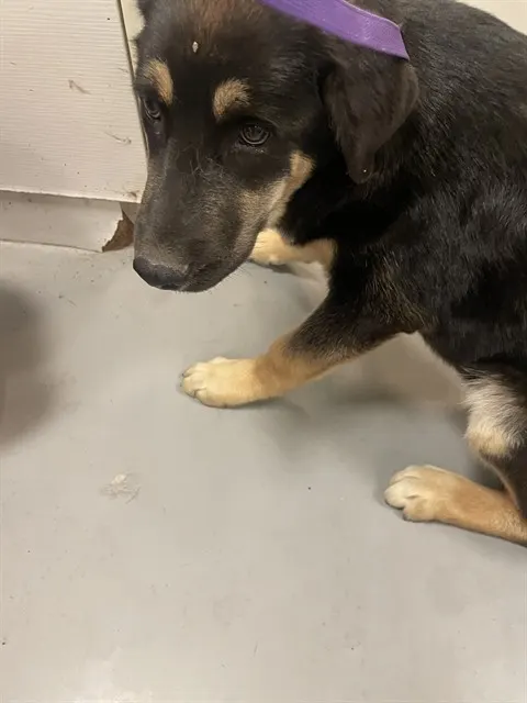 Otto
