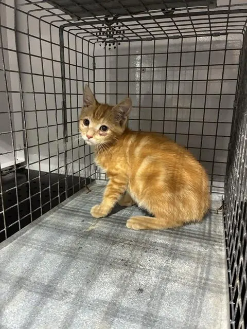 Adoptable Cat