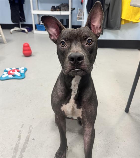Adoptable Dog