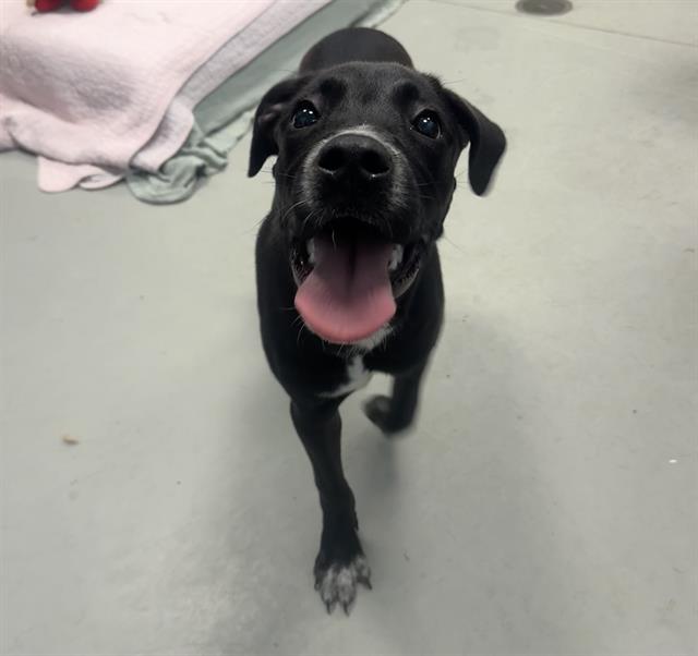Adoptable Dog