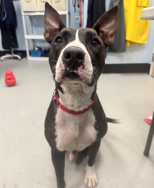 Adoptable Dog