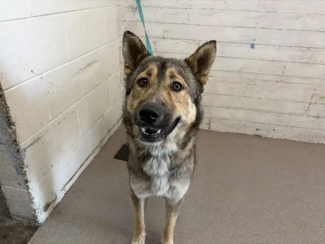 Nova