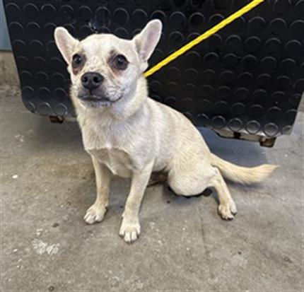 Adoptable Dog