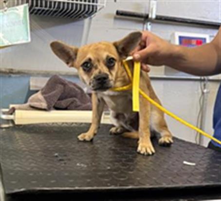 Adoptable Dog