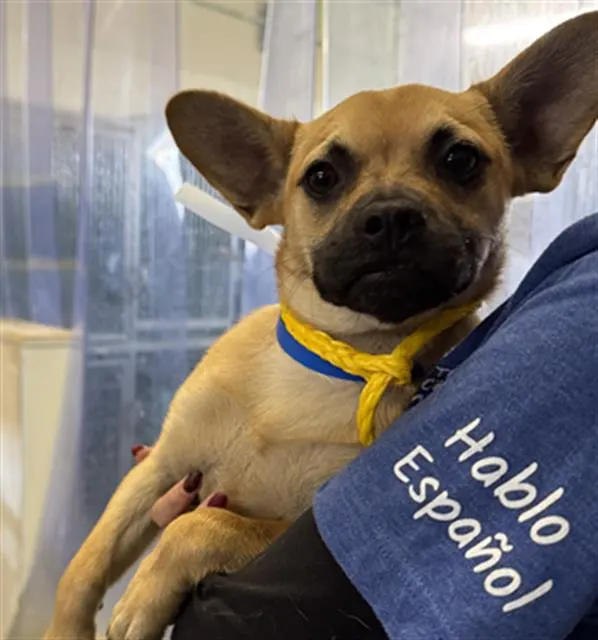 Adoptable Dog
