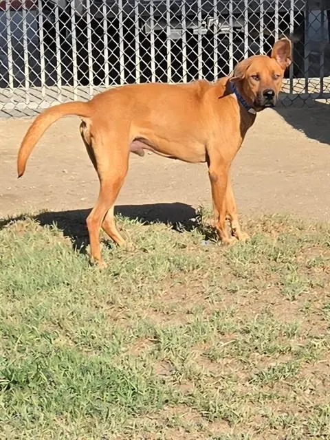 Duke