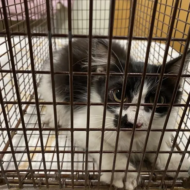 Adoptable Cat