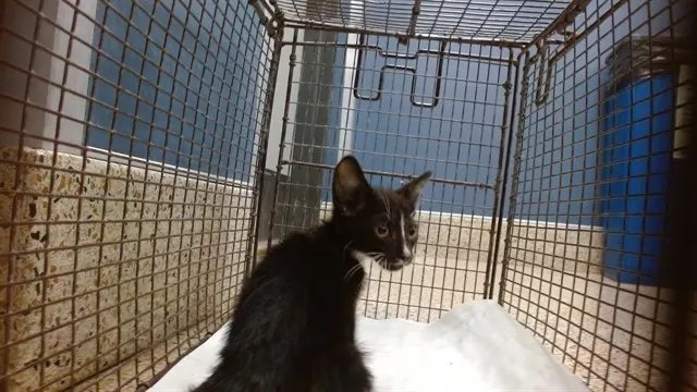 Mia