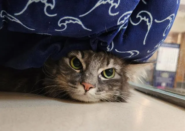 Squish