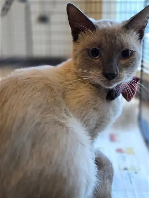 Adoptable Cat