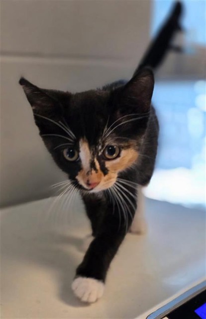 Adoptable Cat