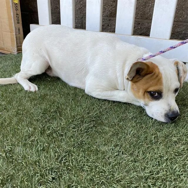 Adoptable Dog