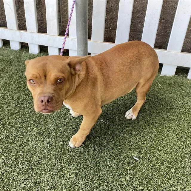 Adoptable Dog
