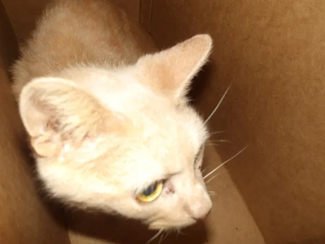Adoptable Cat