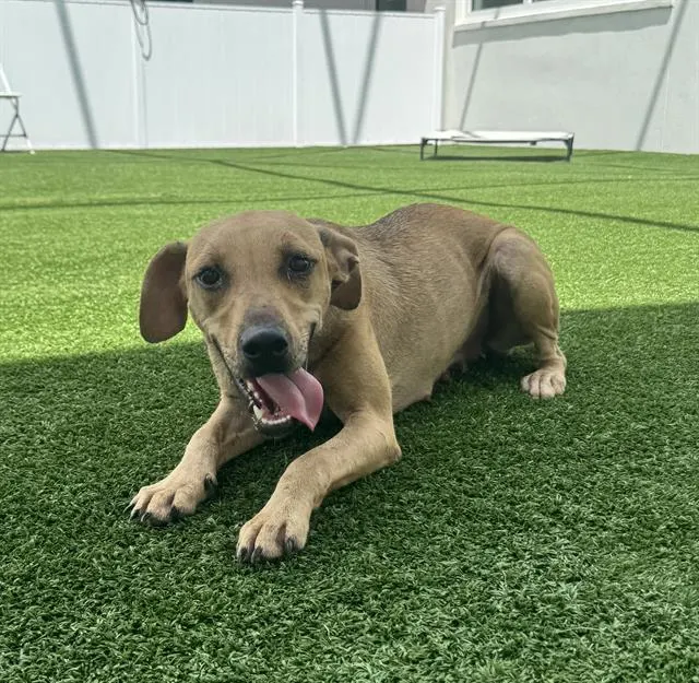 Adoptable Dog