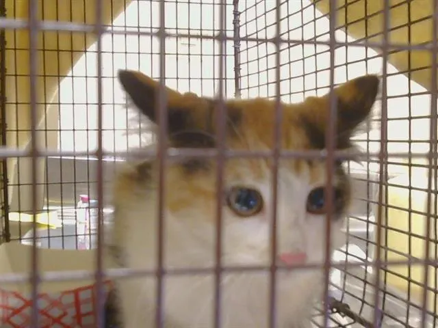 Adoptable Cat