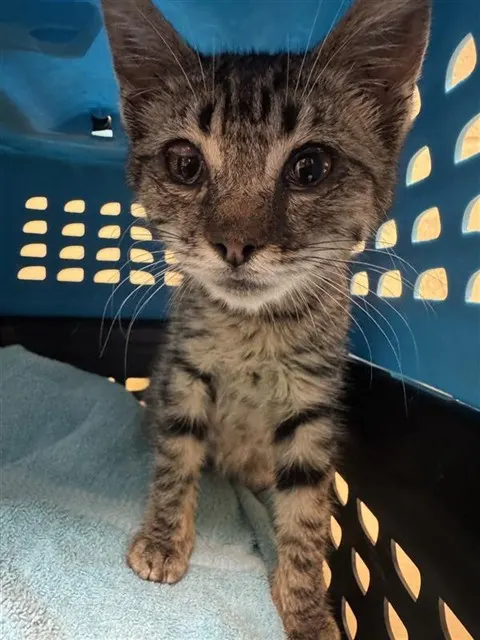 Adoptable Cat