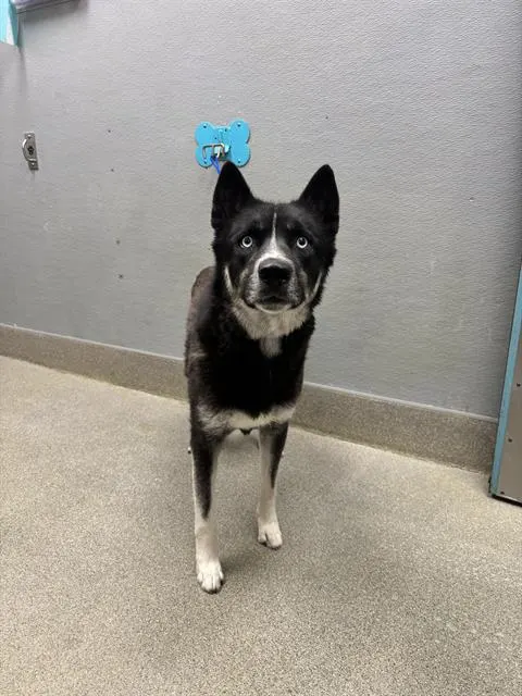 *Koda
