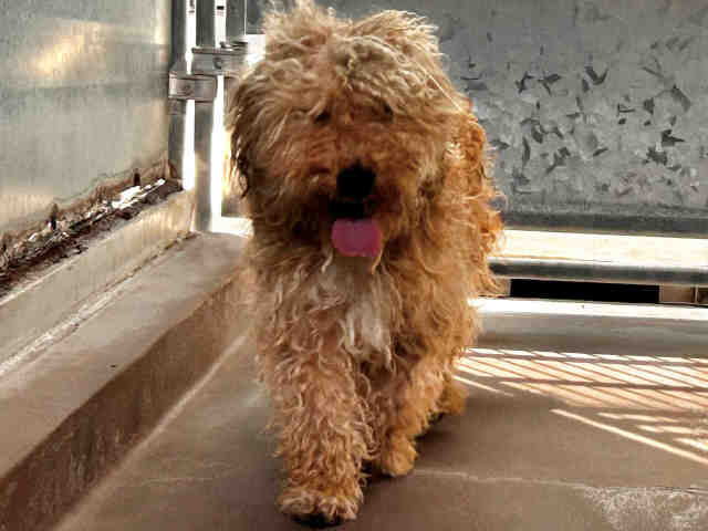 Adoptable Dog