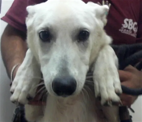Adoptable Dog