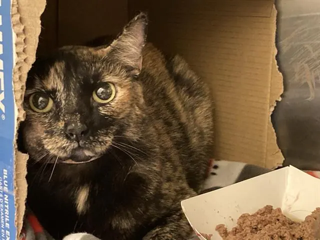 Adoptable Cat