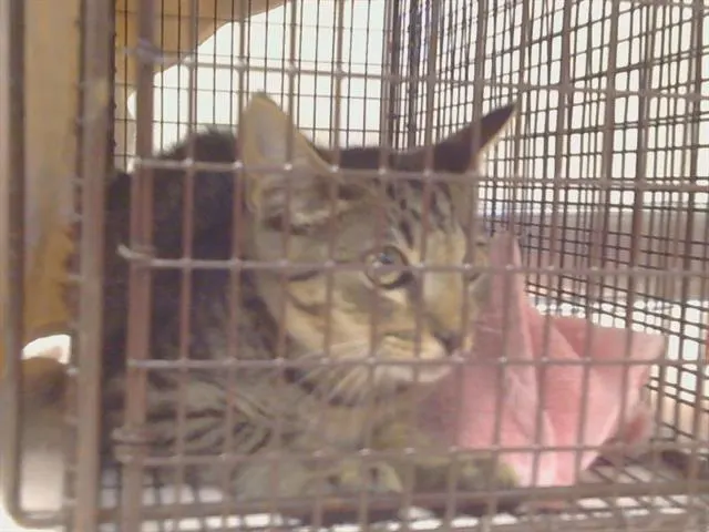 Adoptable Cat