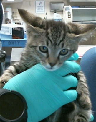 Adoptable Cat