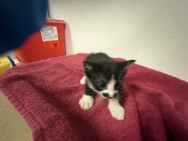 Adoptable Cat