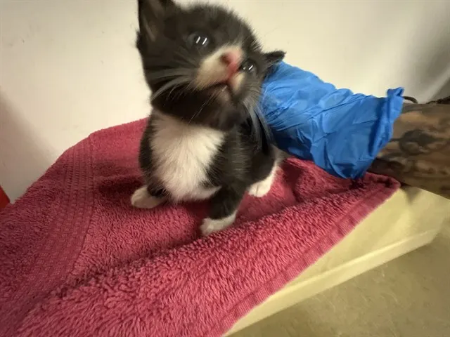 Adoptable Cat