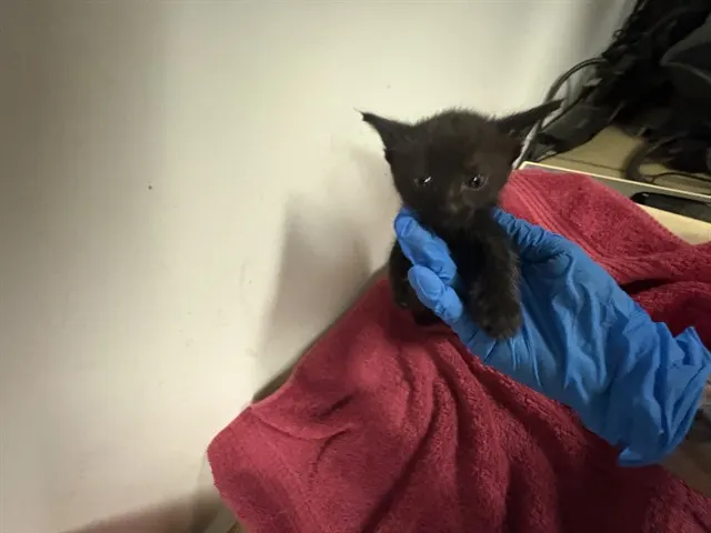 Adoptable Cat