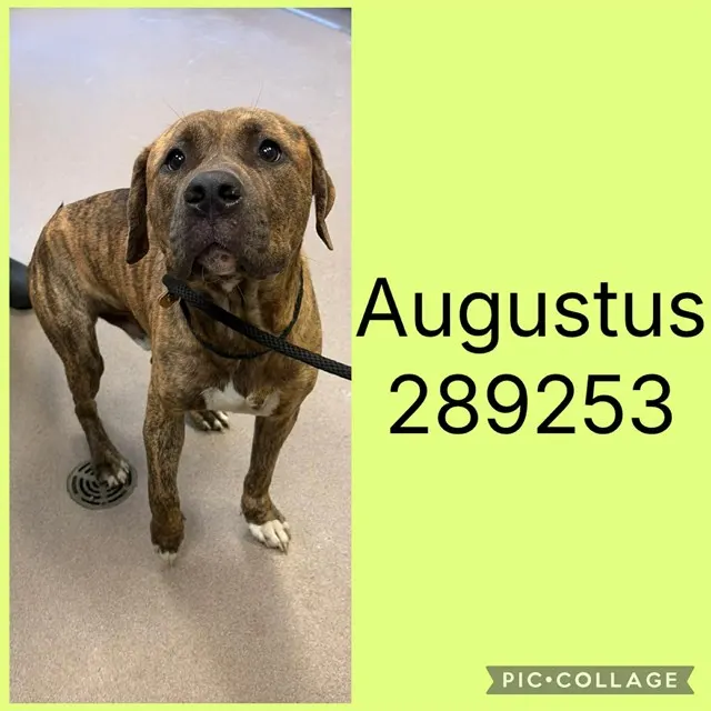 Augustus
