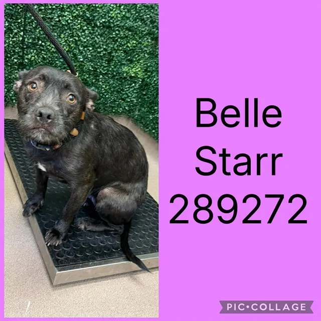 Belle Starr