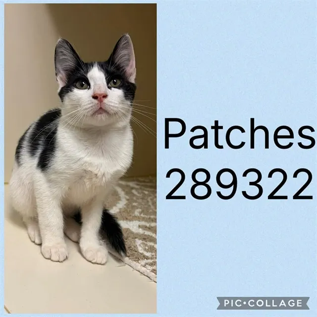 Patches