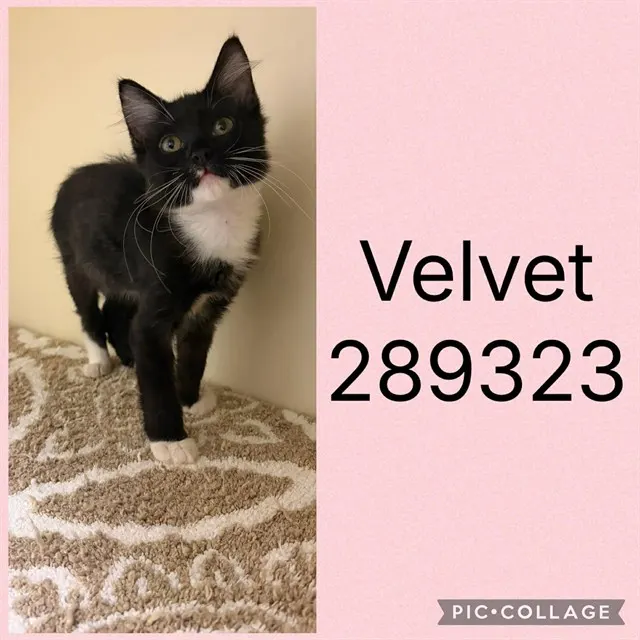 Velvet