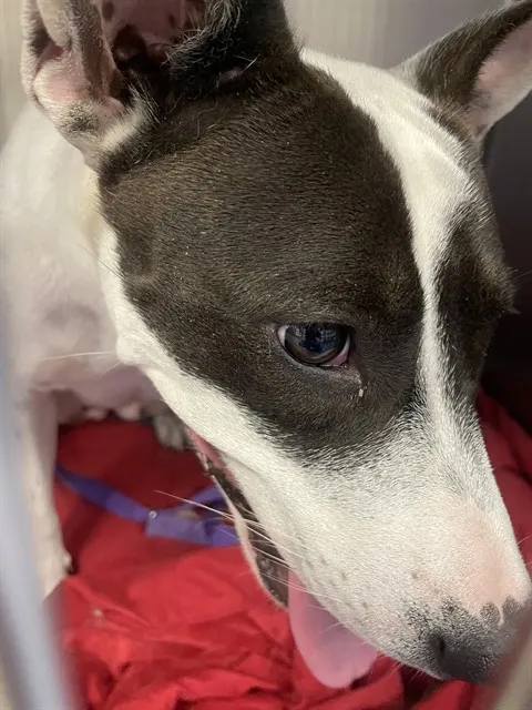 Lily