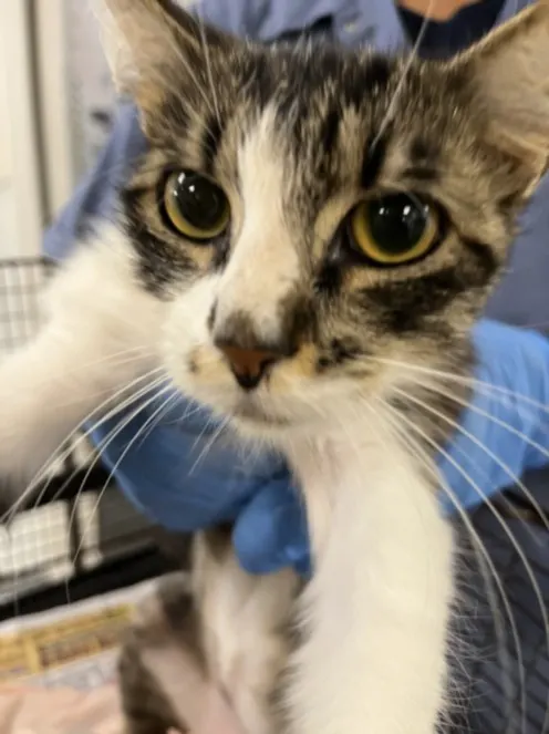 Adoptable Cat