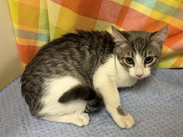 Kitty 1