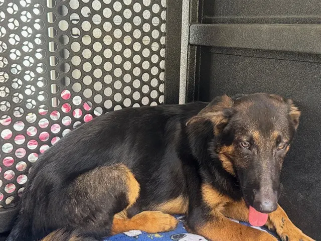 Adoptable Dog
