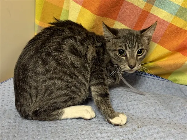 Kitty 2