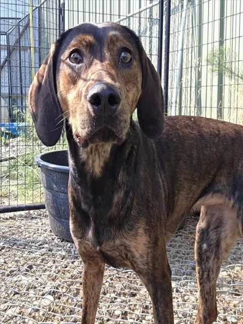 Kona