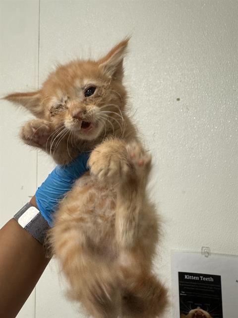 Simba